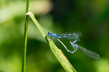 A couple of blue and black damselflies making a heart shape while  mating on a green blade of wild grass next to a lake in rural Minnesota, USA
