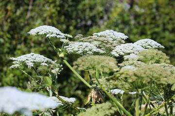 Giant hogweed phototoxic plant in Norway