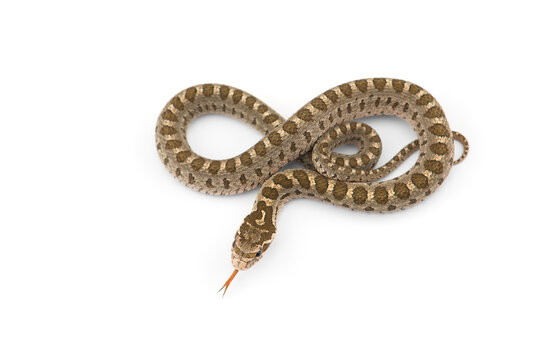 David's rat snake isolated on white background 