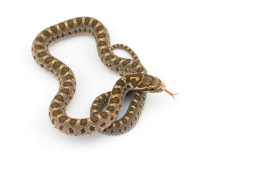 David's rat snake isolated on white background 