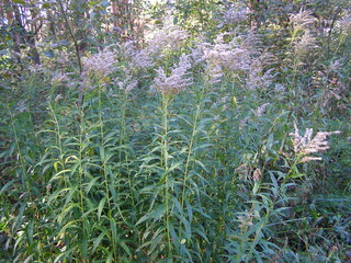 Beautiful nature northern Ukraine, vegetation, flowers, fungi, fields, trees, flora, fauna