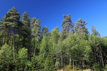 Norwegian forest summer view