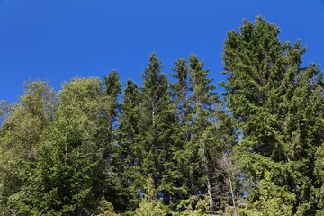 Fototapeta premium Typical forest in central Norway