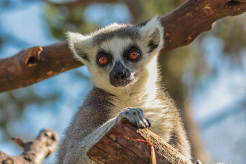 Close up of lemur in the Haifa Zoo in Israel
