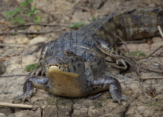 Closeup head on portrait of Black Caiman (Melanosuchus niger) resting on riverbank ready to enter water, Bolivia