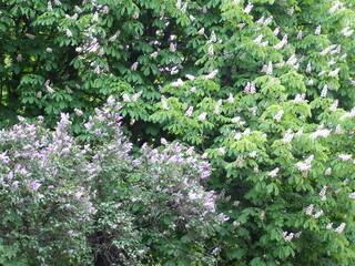 Beautiful nature northern Ukraine, vegetation, flowers, fungi, fields, trees, flora, fauna