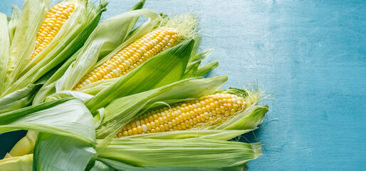 Fresh corn on the cob on a blue background