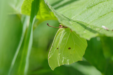 Common brimstone butterfly (Gonepteryx rhamni) hides under some green weed. Adaption, mimesis, on...
