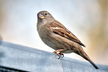 Haussperling ( Passer domesticus ) – auch Spatz oder Hausspatz.