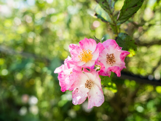 Dog rose flowers against green leaves on a sunny day