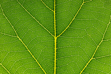 Close-up of a leaf textured background, beautiful nature texture concept