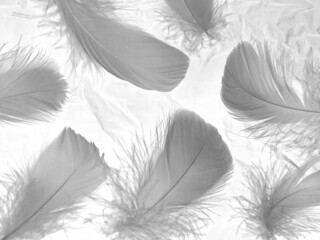 Fototapeta na wymiar Beautiful abstract black feathers on white background and soft white feather texture on white texture pattern, dark theme wallpaper, gray feather background, gray banners, white gradient