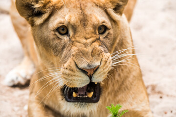 Lioness Close-up portrait, face of a female lion Panthera leo