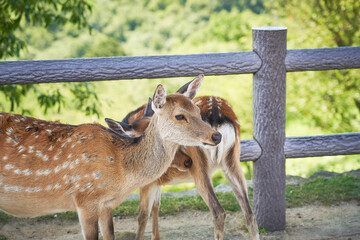 Naklejka premium 奈良県 若草山の鹿