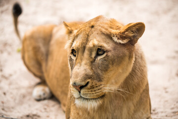 Fototapeta premium Lioness Close-up portrait, face of a female lion Panthera leo