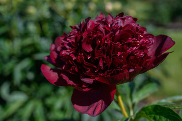 Peony „Chocolate Soldier“, Auten, 1939. Paeonia lactiflora (Chinese peony or common garden peony). One flower