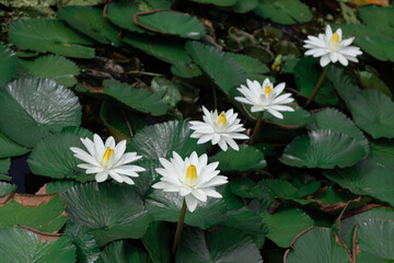 Beautiful white lotus flowers with fresh green leaves are blooming in the pond 