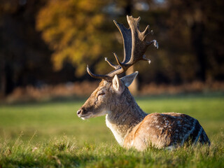 A fallow deer stag in Richmond Park, London.