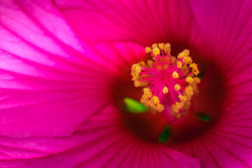 Hibiscus rose vif