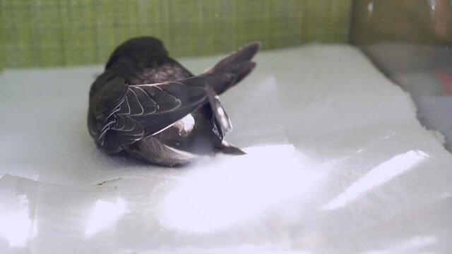 A small black swift, reared at home, poops, throws droppings, backing away.