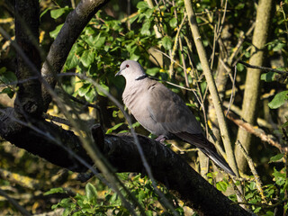 Collared dove