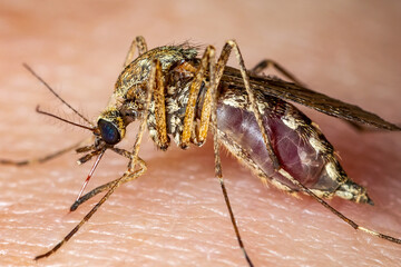 Encephalitis, Yellow Fever, Malaria Disease or Zika Virus Infected Culex Mosquito Parasite Insect Macro
