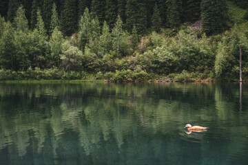 white wild duck swims in summer on a mountain lake