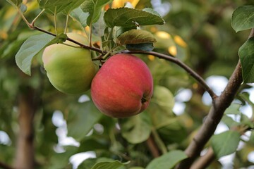 ripe red apples hang on a tree branch 