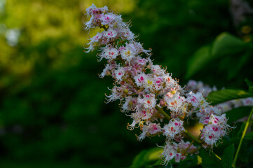 Aesculus hippocastanum, the horse chestnut. Flowers