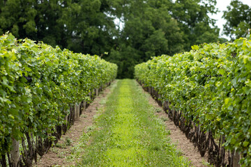 Obraz premium rows of vines
