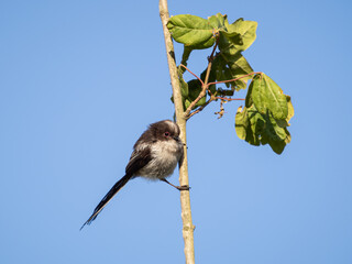 A long-tailed tit perched on a twig in south London
