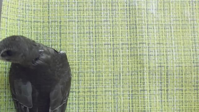 A black chick of a swift bird, reared at home, shakes its head, looks at the camera with small black eyes on a green background in an upright position.
