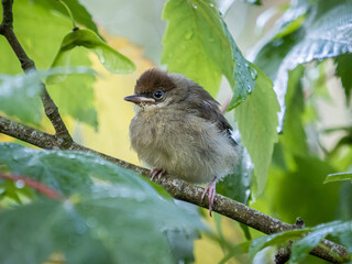 A juvenile blackcap perched in a tree in south London.