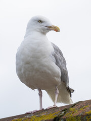 A herring gull perched on a roof in Cornwall, England.