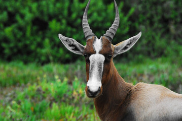 Africa- Extreme Close Up Portrait of a Wild White Faced Bontebok Antelope