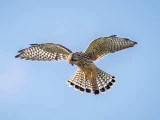 A kestrel (Falco tinnunculus) hovering in south London