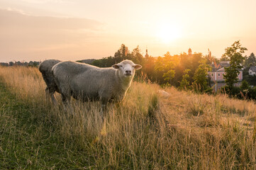 Fluffy sheep grazing in the sunset