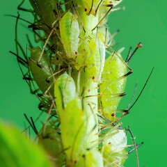 Aphid Colony Close-up. Greenfly or Green Aphid Garden Parasite Insect Pests Macro on Green...