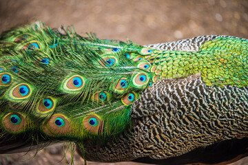 Peacock showing its extended tail feathers