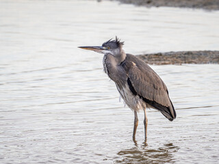 A grey heron bird by a lake in south London.