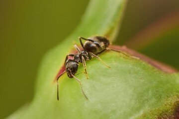 Black garden ant on a leaf