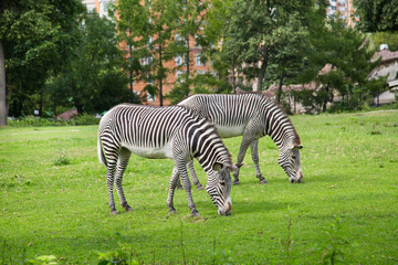 Fototapeta na wymiar A pair of zebras (Lat. Hippotigris) in a beautiful striped color grazing on a green field against the background of trees on a clear sunny day. Animals mammals artiodactyl zoos.