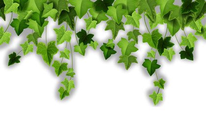 Spring ivy plant vector background, green climbing vine leaf illustration, garden creeper liana plant. Greenery floral realistic clipart, hanging foliage, twigs. Nature frame, ivy plant vegetation © Oleksandra