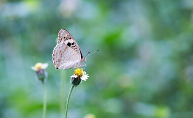 butterfly on a flower