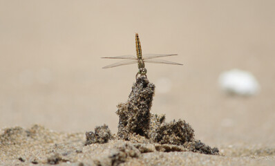 dragonfly on the beach.