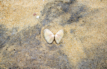 Fototapeta na wymiar shell on the beach.