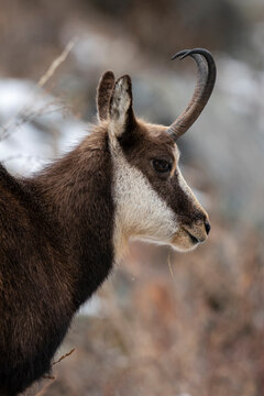 Alpine Chamois (Rupicapra rupicapra), Gran Paradiso National Park, Aosta Valley, Italy