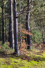 Woodlands in winter on Exmoor National Park near Webbers Post, Horner, Somerset UK