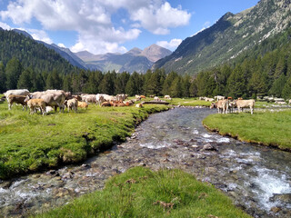 Naklejka premium Landscape with cows in the National Park of Aigüestortes and Lake San Mauricio. Pyrenees Mountains. Catalonia. Spain.