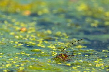 dragonfly and algae